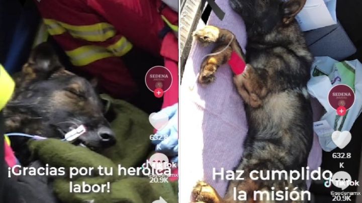 "Gracias por tu heroica labor": emotivo adiós a Proteo, el perro rescatista muerto en Turquía
