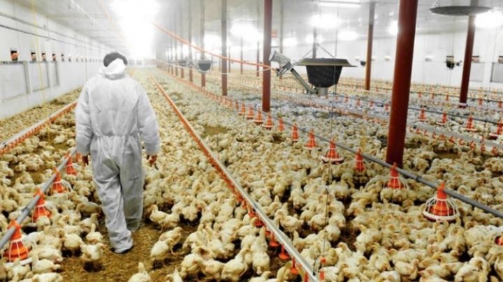 Gripe aviar: qué medidas tomaría el SENASA para evitar su propagación