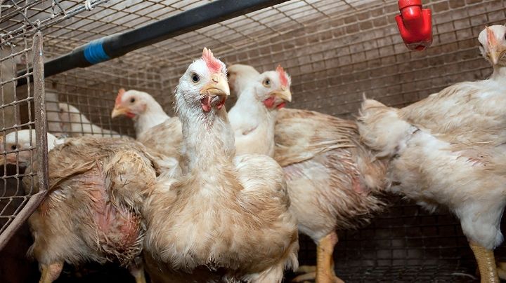 Preocupación: la influenza aviar llegó a Cuyo