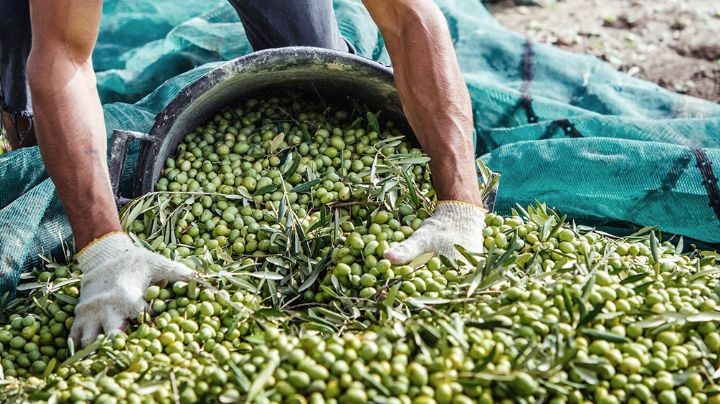 Fidiuciaria San Juan lanzó la línea de crédito para cosecha y acarreo de olivos