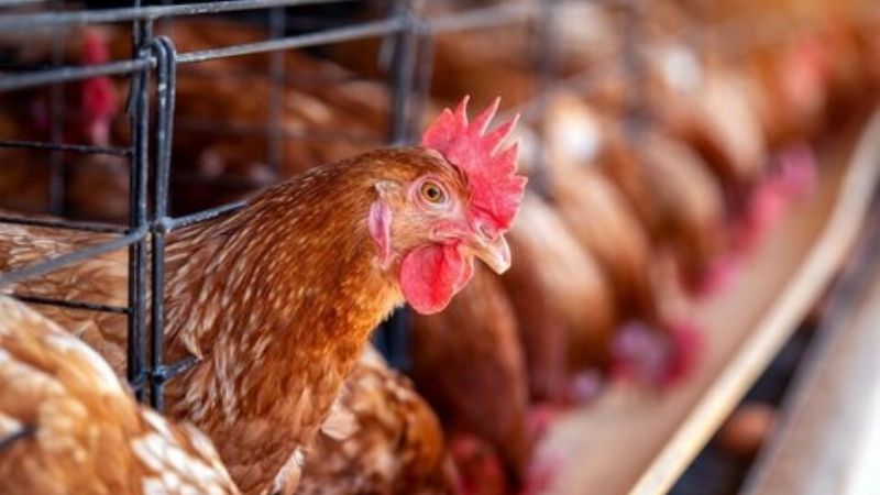 Los casos de influenza aviar suman 59 en Argentina y afirman que la enfermedad "llegó para quedarse"
