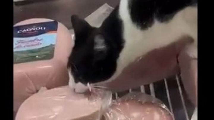 Se vino la noche: grabaron a un gato comiendo jamón en la vidriera de una fiambrería