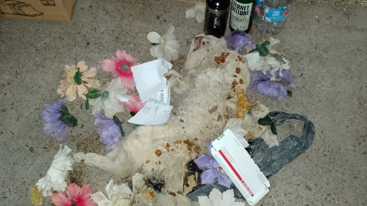 Macabro hallazgo en Rivadavia: encontraron una "brujería" con un animal muerto en una plaza
