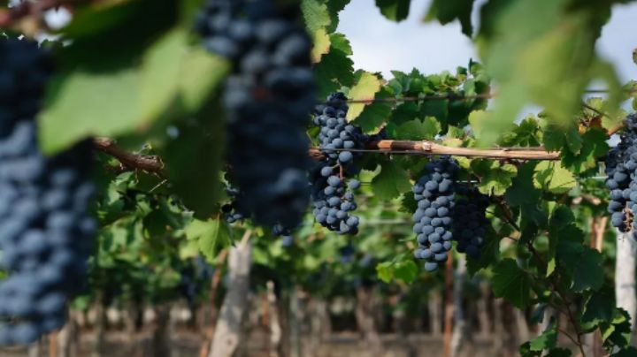 Asistieron a productores vitivinícolas en situación de vulnerabilidad de San Juan y otras provincias