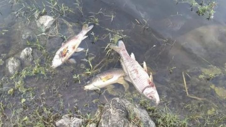 ¿Calor y sequía, combo mortal?, aparecieron peces muertos en el río de Valle Fértil