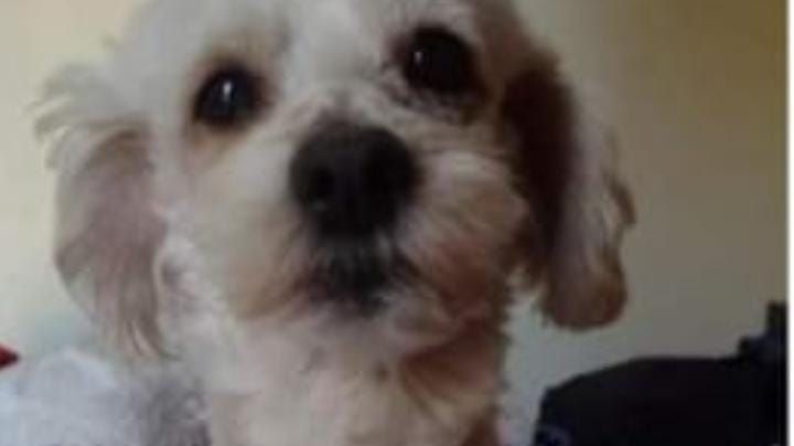 Una sanjuanina llevó a su perro a una peluquería, se le perdió y pide ayuda para recuperarlo