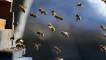 Un hombre murió tras ser atacado por abejas