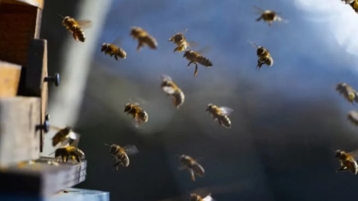 Un hombre murió tras ser atacado por abejas