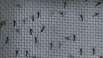 América podría enfrentar otro récord en casos de dengue, advirtió la OPS